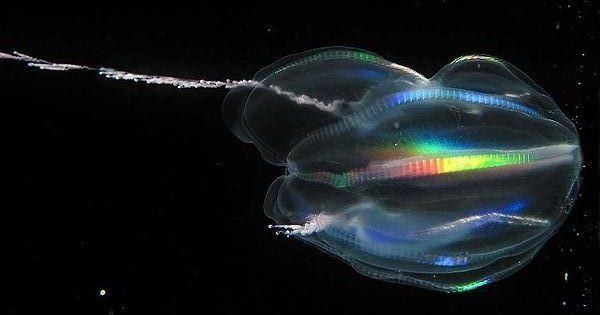 Comb Jelly