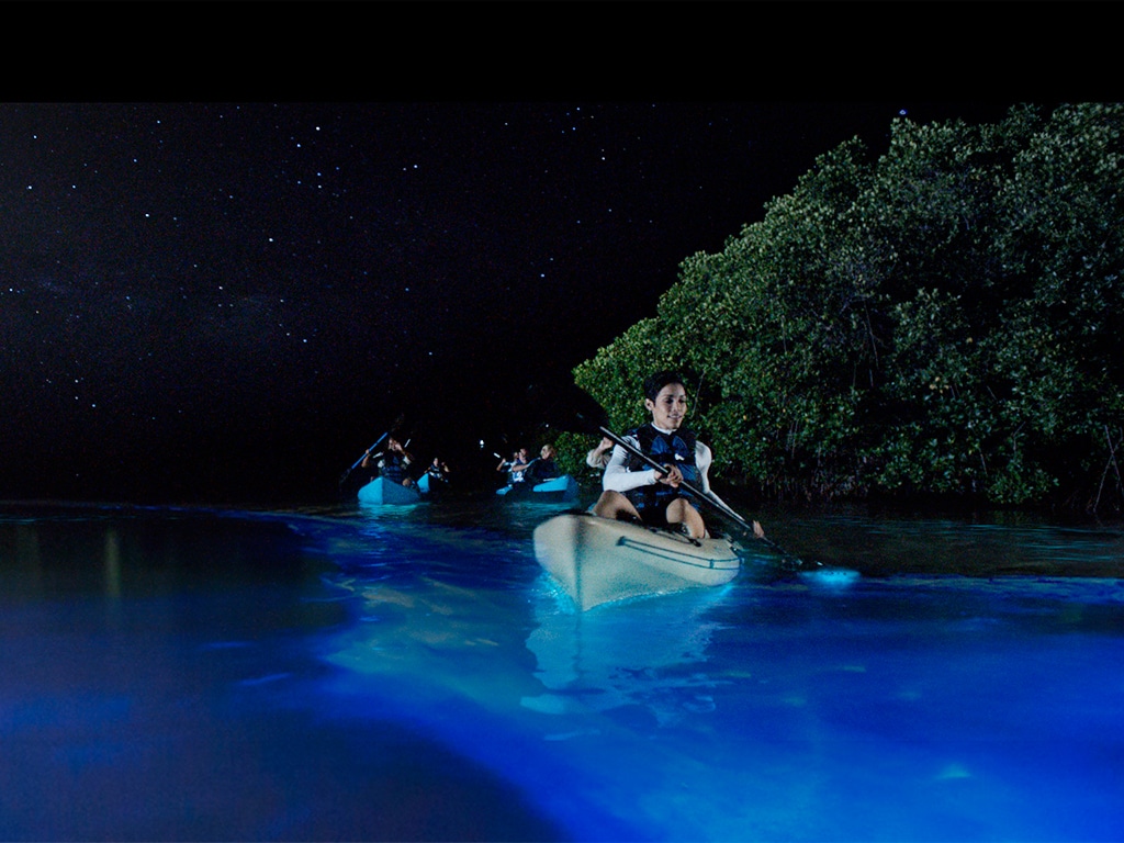 clear kayak bioluminescence tour florida