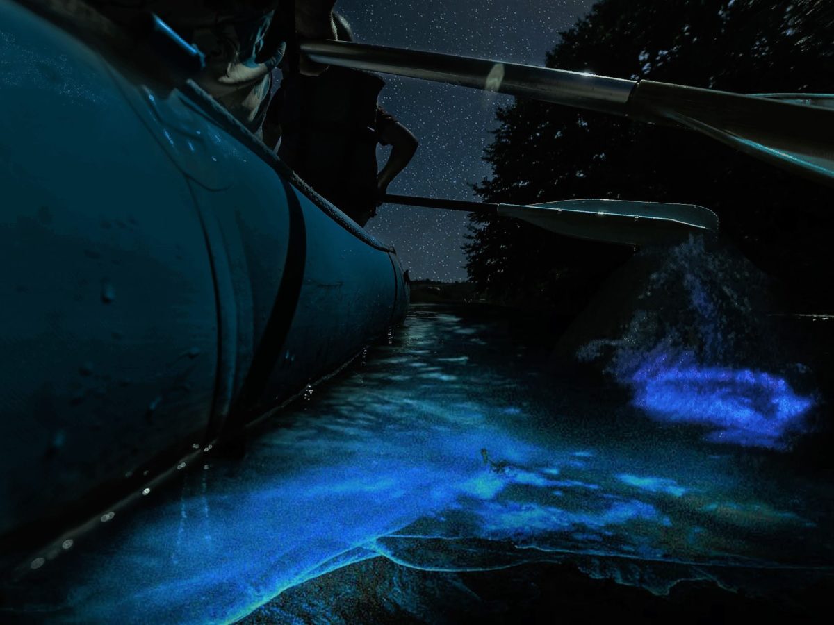 3 Best Places For Bioluminescent Kayaking in Florida - Florida Trippers