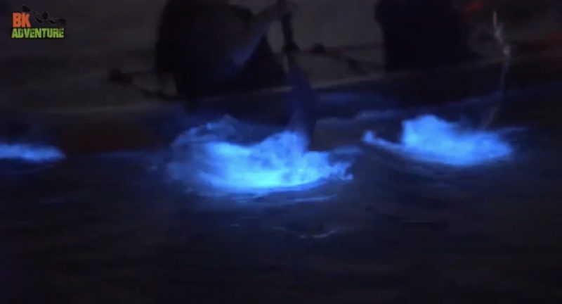 Clear Kayak Bioluminescence - Cocoa Beach