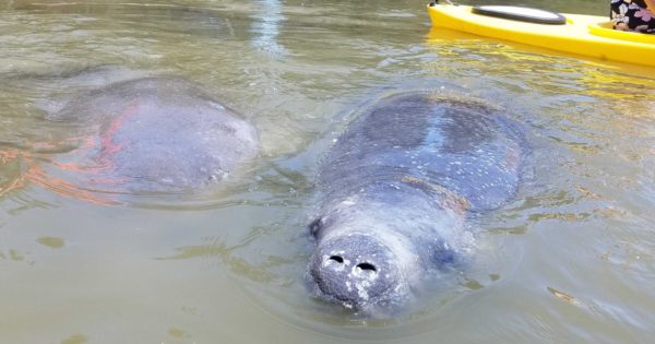 Discover The Gentle Giants Of The Sea: How To See Manatees On Florida's ...