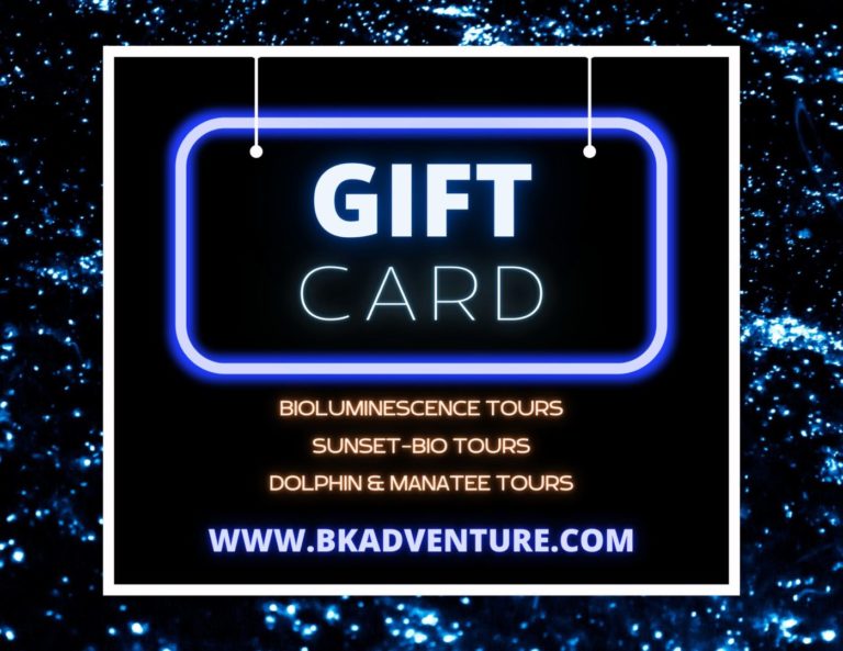 Instant Online Gift Certificate of Bioluminescence and Adventure with BK Adventure. Florida - Saint Augustine and Cocoa Beach